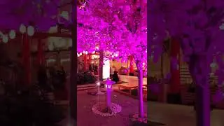 SAKURA BLOSSOM #cherryblossom #sakura #okadamanila #shorts #youtubeshorts #march2024 #march9th