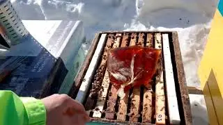 Feeding Bees with Honey Syrup: Preparation Recipe