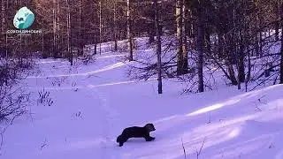 Соболь на вершине Букукуна