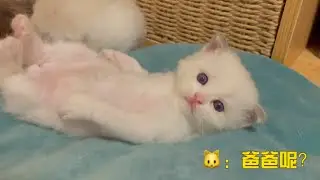 貓爸多多又兇小奶貓，一天不兇不是多多!!小奶貓：我只想找爸爸玩 有什麼錯嘛~【小布偶福多多duoduo】