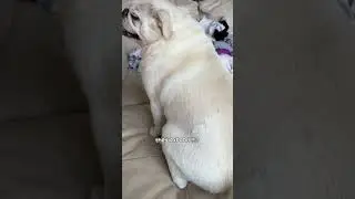 Hot boi is HERE !! #pug #puglife