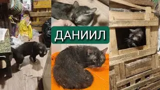 Даниил