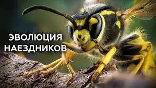 ОСЫ-НАЕЗДНИКИ – ПУТЬ В СВЕРХПАРАЗИТЫ. Эволюция насекомых