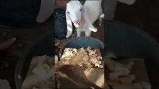 Anak Kambing Makan Singkong