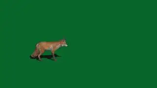 Animal Green screen effects