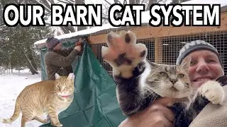 An Inside Look into our BARN CAT CATIO