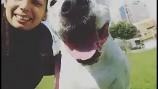 A morte de um Anjo com patas  -  Homenagem a Blanca