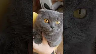 Дай розуму #catsofyoutube #cat #смішнівідео