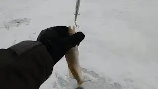 Где же крупный судак???