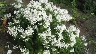 Флокс белый. Цветут пасынки. 2018г