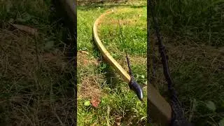 The Beauty of English Longbow 🏹