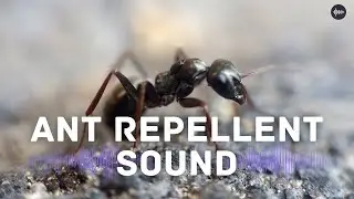 Ant Repellent Sound