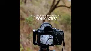 Sony a7RiiiA Woodland photography
