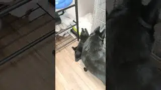 Кому шипотюленьку?😂 #шипперке #схипперке #щенки #щенок