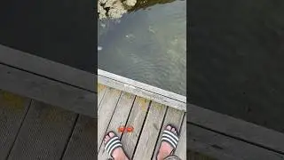 Mr. Krabs spotted in Albania on vacation😂