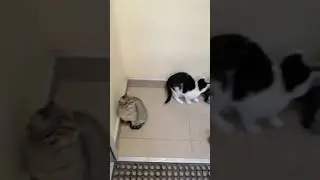 Котики в сбербанке