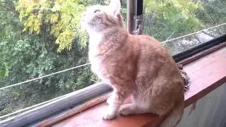 Кот увидел инопланетян