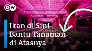 Akuaponik: Mengapa Mengombinasikan Pertanian dan Perikanan Perlu Dilakukan | 