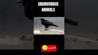 GRANIVOROUS ANIMALS Names and Sounds 