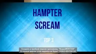 TOP 5 HAMPTER