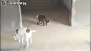 Кошка ведёт пса на поводке
