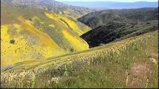 Desert candle super bloom on Caliente Ridge Caulanthus inflatus, Carrizo Plain