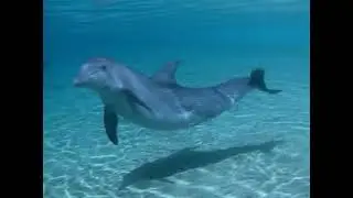 🐬 dolphin.mpg 🐬 Sony Clie sample video