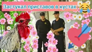 Застукал приставов в кустах:)