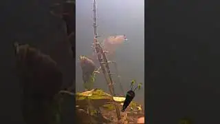 Perch attack on a new lure 🎣👍 