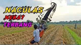 Layangan Naga NACULAS Nekat Terbang #agoy #layanglayang #layangan