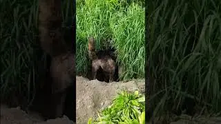 AVA digging another rabbit hole