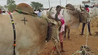 గిరక బండి సేద్యం పనుల్లో డబల్ ఇంజన్ ధమాకా చూపిస్తున్న క్రాసింగ్ బుల్స్ | crossing Bulls | Oxen price
