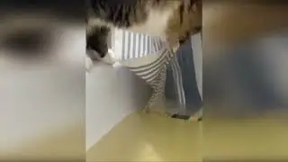 funny cats hd
