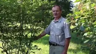 Журавинка (голубика) часть 1
