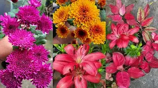 colourful garden view...🩷🧡💚❤️💛