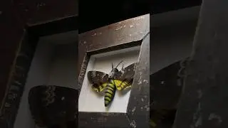 Death's Head Hawkmoth 💀 #deathmoth #hawkmoth #skull