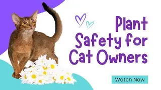 Plant Safety for Cat Owners: Toxic vs Non Toxic