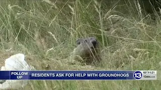 Toledo residents ask for help with groundhogs