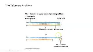 Telomere Problem and Telomerase