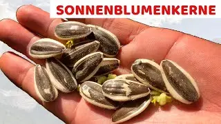1 Handvoll Sonnenblumenkerne tun dies Ihrem Körper am Abend