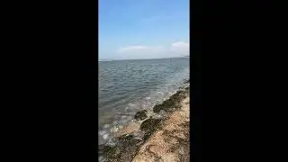 Лана Помощь Бездомным животным Собаки на прогулке 🤩