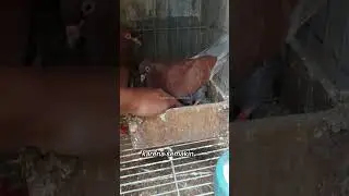 USIA PRODUKTIF MERPATI BERTELUR