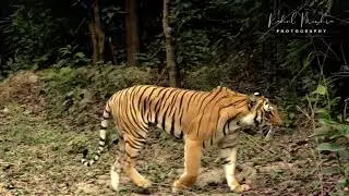 Tiger Head-on | Dhikala Tiger Sighting | Tiger Corbett