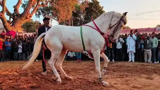 kajal ka nagin dance।।horse।horse dance।ghoda।