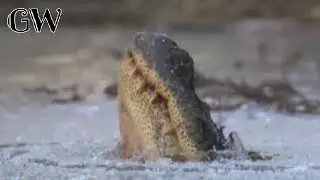Gators Special Skill to Survive Icy Weather