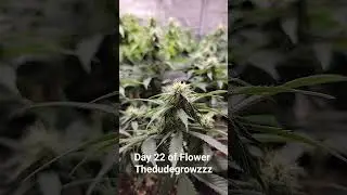Day 22 of Flower #education #goldleaf #howto #gardening #weed #marijuana #marshydro #ts1000 #flower