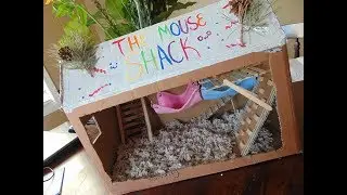 Making a play box for the mice! | Timelapse