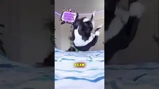 @TroniShorts И СНОВА ЭТИ КОТЫ