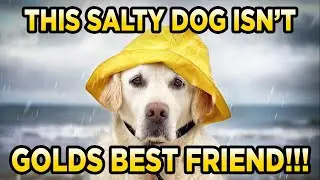 SaltyDogGemMine.com Quart Cons Bag Gold Paydirt Review 