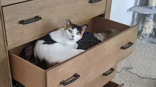 Can You Guess the Cutest Sleeping Cat?
